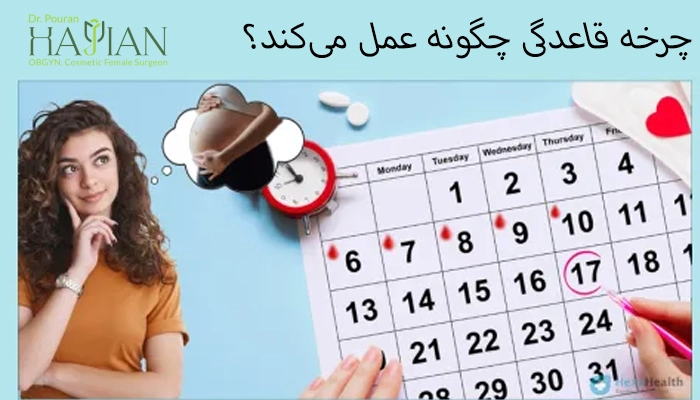 چرخه قاعدگی چگونه عمل می‌کند؟